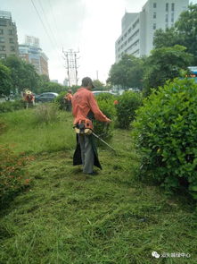 強化管理，城市綠化開啟新篇章——綠化管理成效顯著