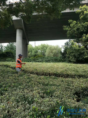 錫山城管局積極做好夏季綠化養(yǎng)護工作，全面提升綠化管理水平
