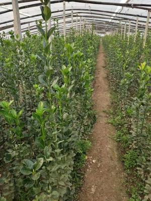 北海道黃楊在綠化中的應(yīng)用與管理——以青州北海道黃楊基地為例