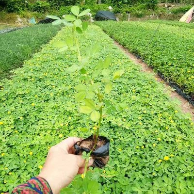 花生藤袋苗與假花生小苗在園林綠化中的應(yīng)用與管理
