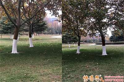 綠化涂白劑選擇與成本分析 實用指南