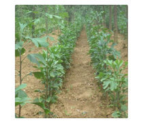 產(chǎn)品庫綠化管理 提升效率與可持續(xù)性的關(guān)鍵策略