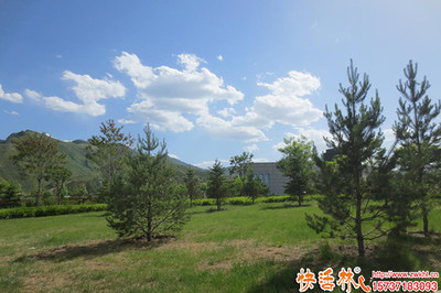 松樹栽種與生根劑選用指南 解析生根劑差異與綠化管理要點