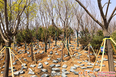 園林綠化營養液選擇指南與市場價格淺析