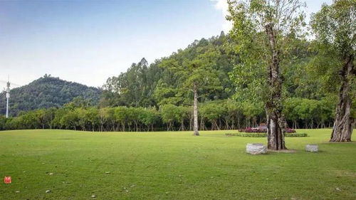 綠化管養有新招 樹木CT技術助力扮靚城市顏值