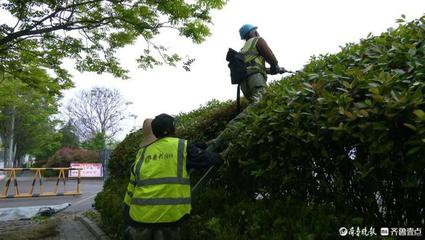 棗莊高新區(qū) 不負(fù)好時(shí)光，綠化養(yǎng)護(hù)忙——精細(xì)化管理的綠色實(shí)踐
